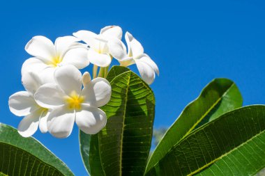 Sarı Frangipani Çiçekleri ve Mavi Gökyüzü