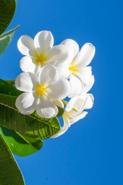 Sarı Frangipani Çiçekleri ve Mavi Gökyüzü