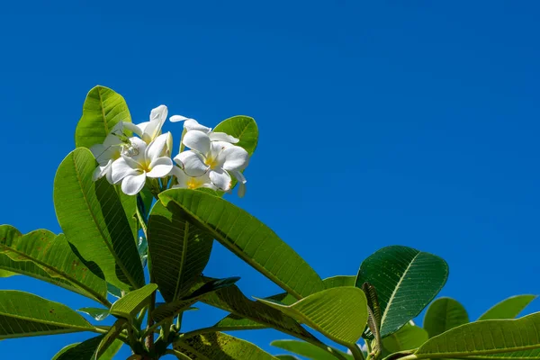 Bouquet Fleurs Jaunes Frangipani Ciel Bleu — Photo