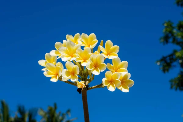 Stelletje Gele Frangipani Bloemen Blauwe Lucht — Stockfoto