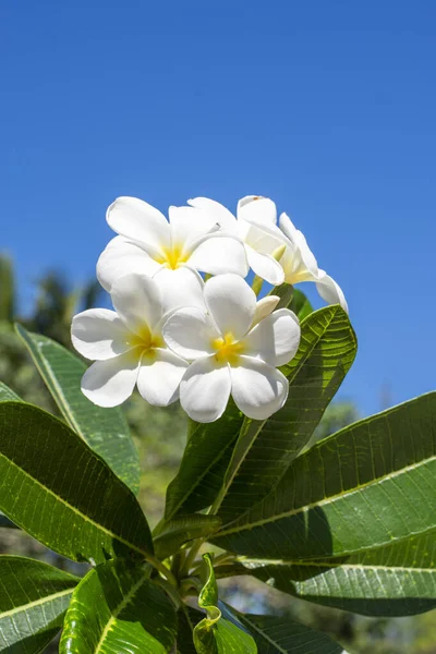 Banda Żółtych Kwiatów Frangipani Błękitne Niebo — Zdjęcie stockowe