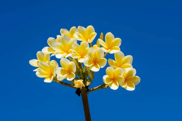 Bouquet Fleurs Jaunes Frangipani Ciel Bleu — Photo