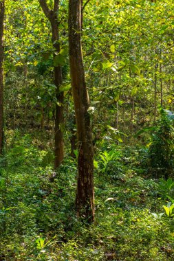 Genç Tik, Tectona Grandis L.F. Ağacı