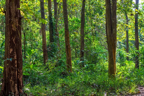 Genç Tik, Tectona Grandis L.F. Ağacı