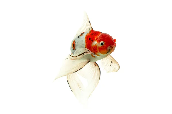 Koi Fish Shiro Utsuri Koi Fish White Background — Stock Photo, Image