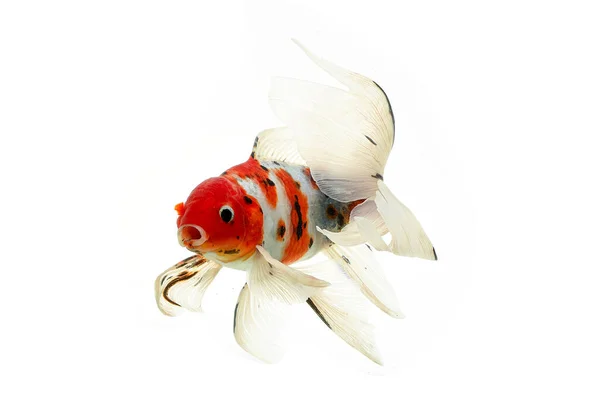 Peixe Koi Shiro Utsuri Peixe Koi Fundo Branco — Fotografia de Stock