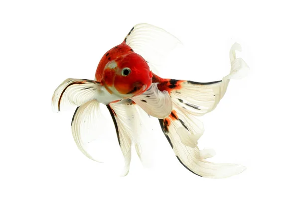 Koi balığı Shiro Utsuri Koi balığı beyaz arka plan