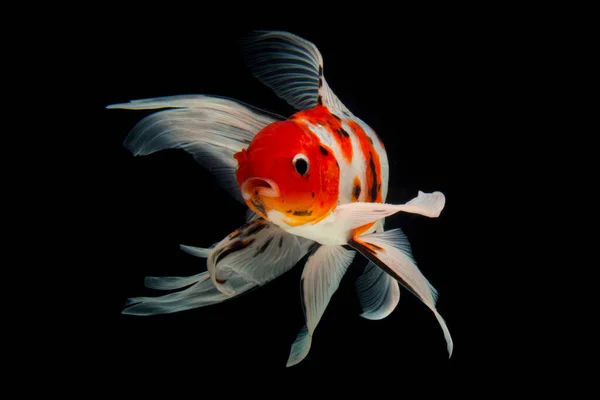 Koi Fish Shiro Utsuri Koi Fish Black Background — Stock Photo, Image