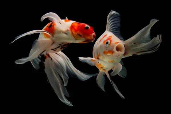 Koi balığı Shiro Utsuri Koi balığı Kara arka plan