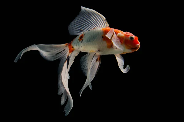 Koi Pesce Shiro Utsuri Koi Pesce Fondo Nero — Foto Stock