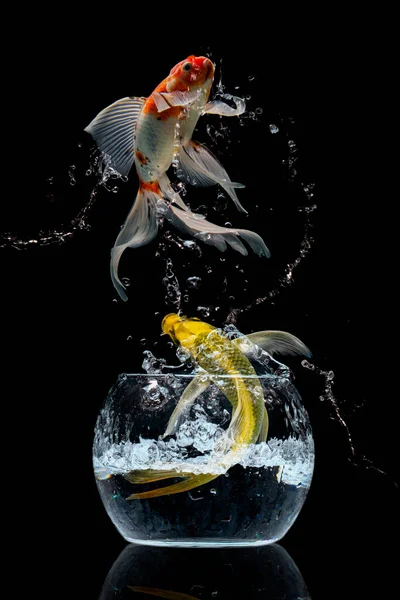 Goldfische Springen Aus Dem Wasser — Stockfoto