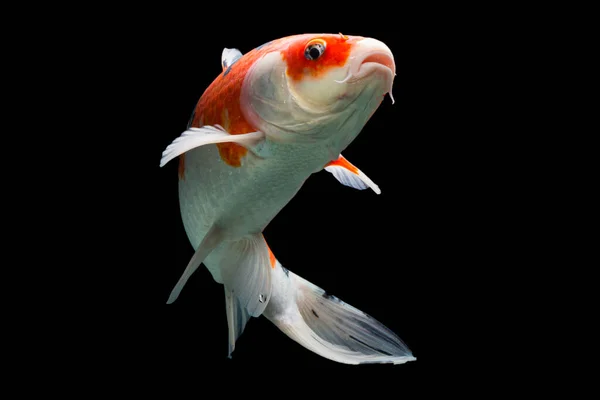 Koi Pescado Shiro Utsuri Koi Pescado Fondo Negro — Foto de Stock