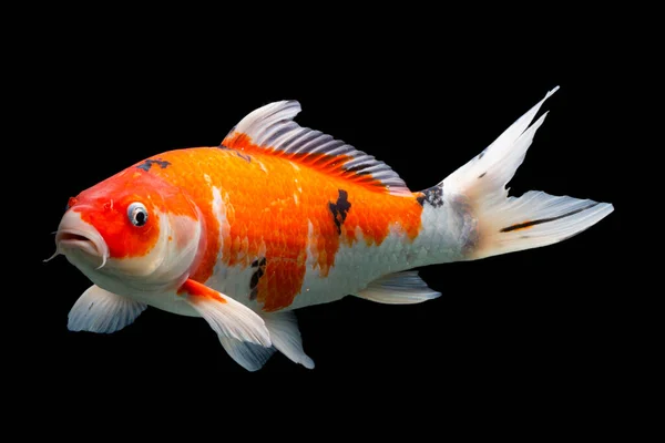 Koi Fish Shiro Utsuri Koi Fish Black Background — Stock Photo, Image