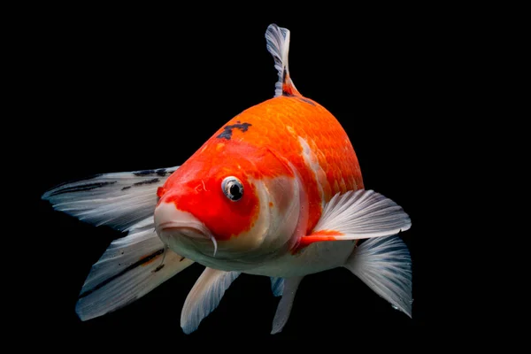 Koi balığı Shiro Utsuri Koi balığı Kara arka plan