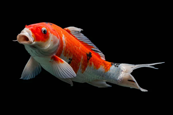 鯉魚白うつり鯉黒の背景 — ストック写真