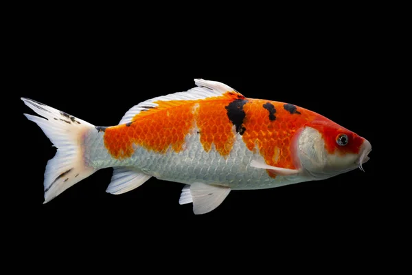 Koi Fisch Shiro Utsuri Koi Fisch Schwarzer Hintergrund — Stockfoto