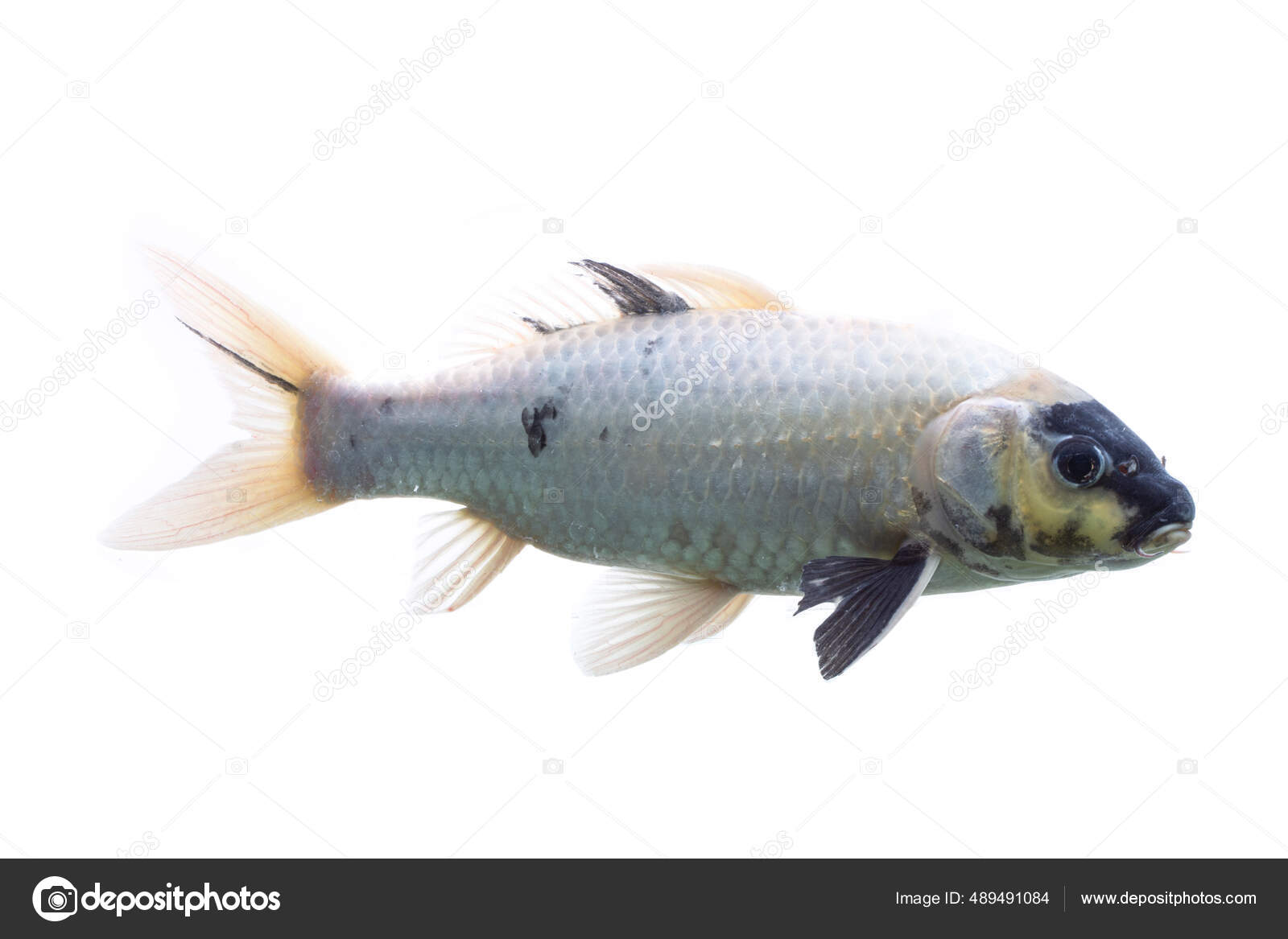 Koi Fish Shiro Utsuri Koi Fish White Background Stock Photo by
