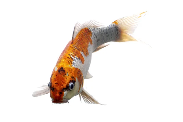 Peixe Koi Shiro Utsuri Peixe Koi Fundo Branco — Fotografia de Stock