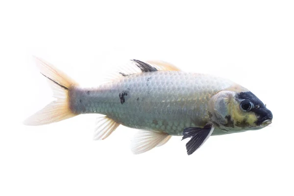 Ikan Koi Shiro Utsuri Koi Ikan Latar Belakang Putih — Stok Foto