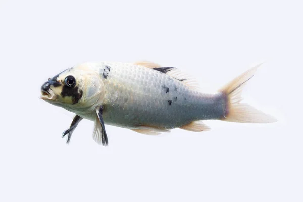 Ikan Koi Shiro Utsuri Koi Ikan Latar Belakang Putih — Stok Foto