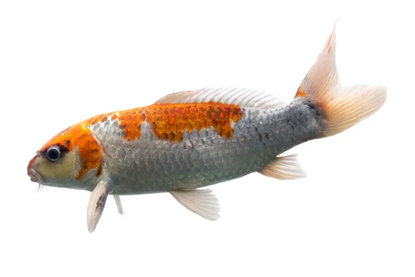 Koi Fisk Shiro Utsuri Koi Fisk Vit Bakgrund — Stockfoto