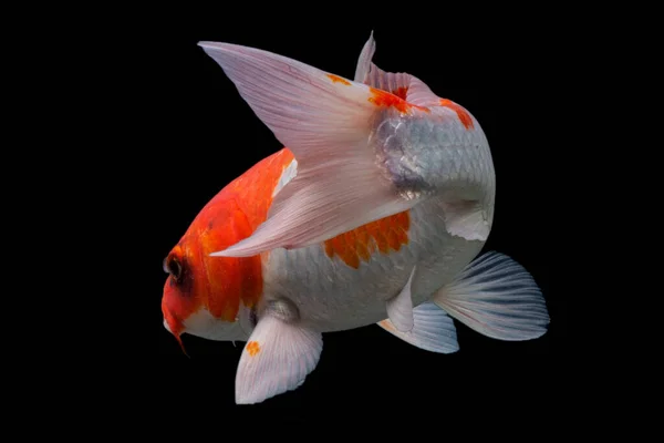 Koi balığı Shiro Utsuri Koi balığı Kara arka plan