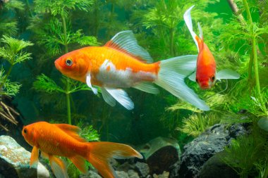 Akvaryum Altın Balık