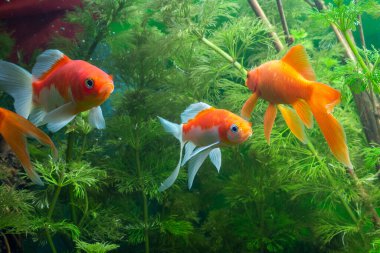 Akvaryum Altın Balık