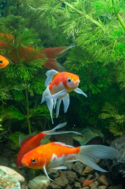 Akvaryum Altın Balık