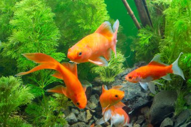 Akvaryum Altın Balık