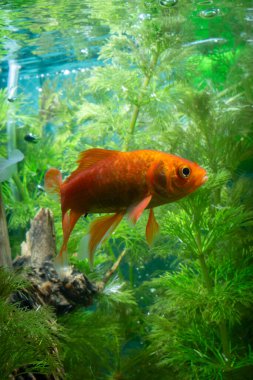 Akvaryum Altın Balık