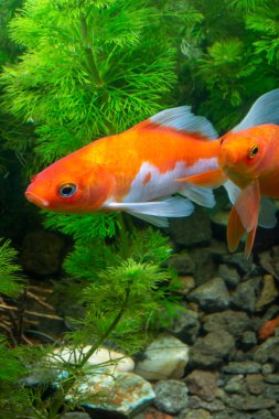 Akvaryum Altın Balık