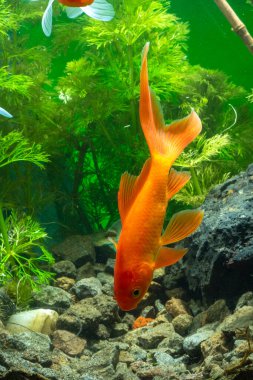 Akvaryum Altın Balık