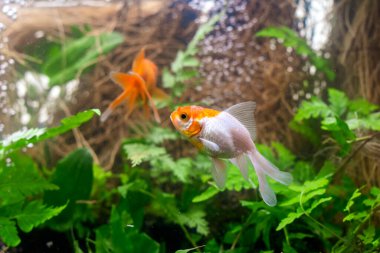 Akvaryumdaki balık ve yeşil bitkiler.