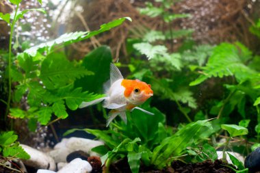 Akvaryumdaki balık ve yeşil bitkiler.