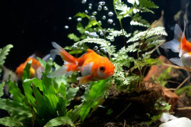 Akvaryumdaki balık ve yeşil bitkiler.