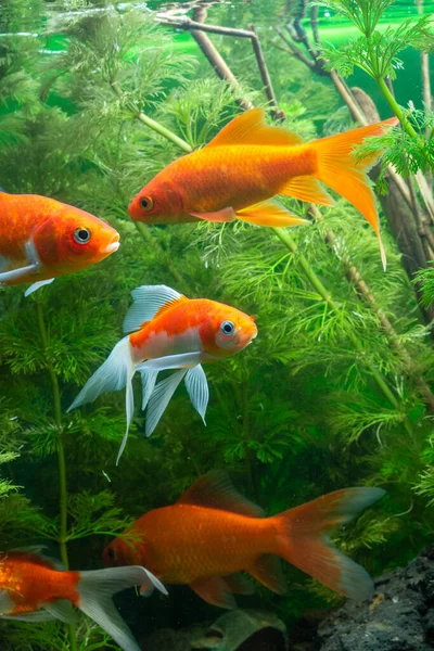 Akvaryum Altın Balık