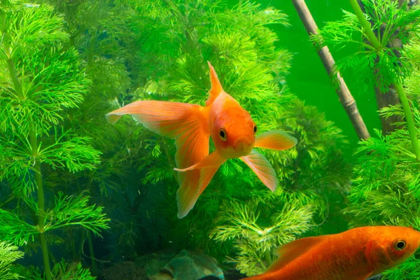 Akvaryum Altın Balık