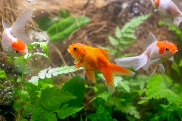 Peixe Dourado Aquário Com Plantas Verdes — Fotografia de Stock