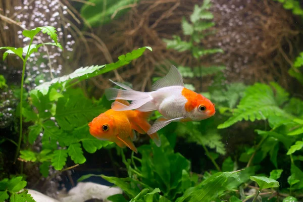 Akvaryumdaki balık ve yeşil bitkiler.