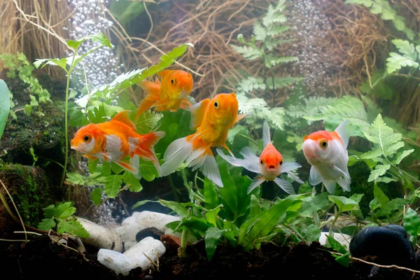 Золотые Рыбки Аквариуме Зелеными Растениями — стоковое фото