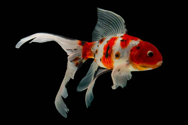 Peixe Koi Ouro Isolado Sobre Fundo Preto — Fotografia de Stock