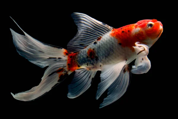 Ikan Koi Emas Diisolasi Pada Latar Belakang Hitam — Stok Foto