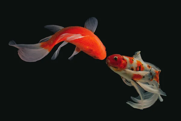 Peixe Koi Ouro Isolado Sobre Fundo Preto — Fotografia de Stock