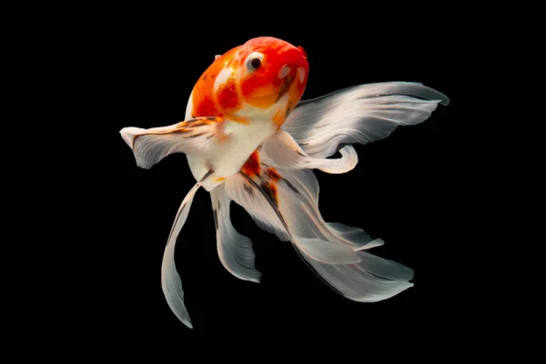 Peixe Koi Ouro Isolado Sobre Fundo Preto — Fotografia de Stock