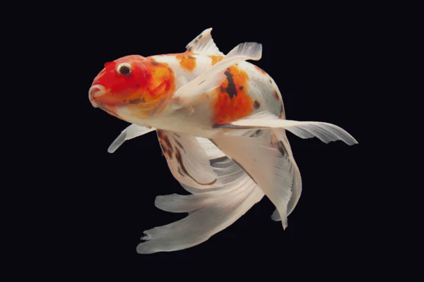 Koi Fish Gold Isolated Black Background — Stock Photo, Image