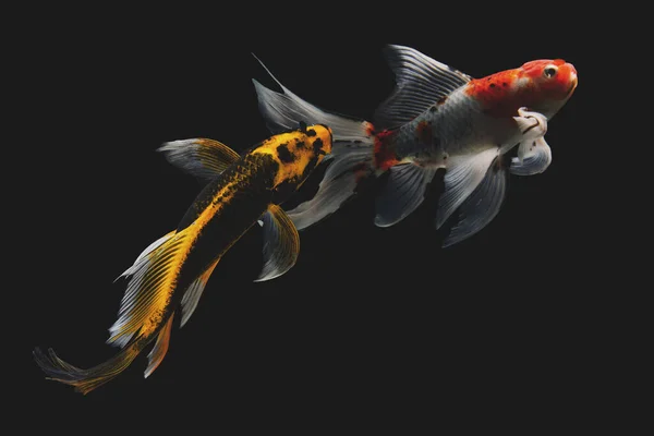 Koi Fish Gold Isolated Black Background — Stock Photo, Image