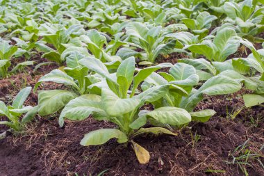 Nicotiana tabacum L. şifalı bitkidir. Dermatit ve kızarıklık için kök ve yapraklar. Yapraklar burun tıkanıklığını gidermek için kullanılabilir..