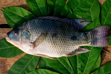 Oreochromis niloticus izole edilmiş ya da sivrisinek balığı