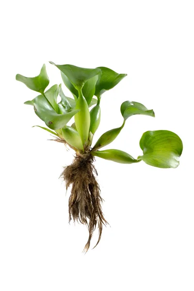 Гіацинт Води Eichhornia Crassipes Рослина Листочками Білому Тлі — стокове фото
